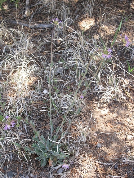 Rockcress : Arabis